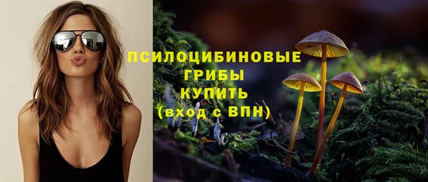 индика Новодвинск